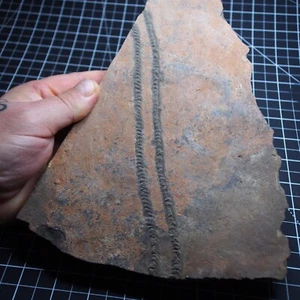 1.8kg Trilobite traces Ichnofossils fossil trackway Cruisina Ordovician - Picture 1 of 10