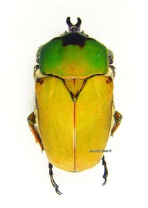 Escarabajo/Cetoniidae sin montar - Compsocephalus kachowskii, macho, 25-29 mm - Imagen 1 de 1