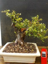 bonsai cotoneaster  h 24 cm visita il negozio