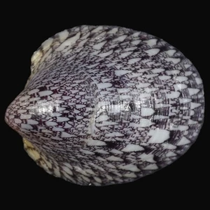 SEPTARIA PORCELLANA (Leyte, Philippines) 18.3mm #46981 - Imagen 1 de 3
