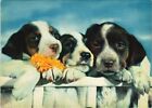 CPA AK Puppies DOG (1178704)