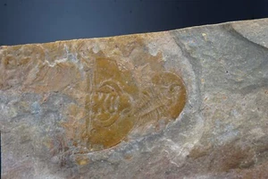 Trilobit / Olenellus Clarki / Latham Formation, Kalifornien / Kambrium Fossil - Bild 1 von 2