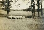 Moutons dans les champs avec hautes herbes et arbres imprimé 8x10 