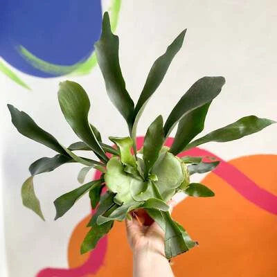 SPROUTS OF BRISTOL Platycerium bifurcatum - Staghorn Fern