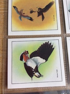 N5a Trade Card Cadbury’s 99 Flake Birds In Springtime - Lapwing