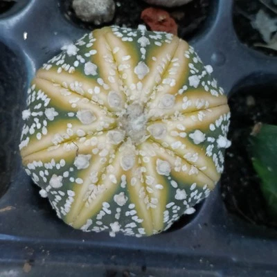 Cactus Giallo Misto semi diVariegated about  5cm  succulent  - Image 1 of 4