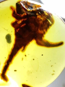 Fossil amber Insect Burmese burmite Cretaceous Fine Scorpion Myanmar - Picture 1 of 5