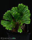 Selaginella brooksii | Kompaktowa paproć z mchu terrarium
