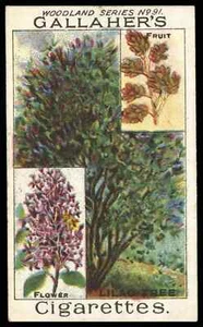 Gallaher - 'Woodland Trees' (c1912) - The Lilac Tree - Picture 1 of 2