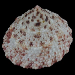TROCHUS MACULATUS Pink (Nocnocan Isl., Philippines) 19.9mm #40021 - Picture 1 of 4