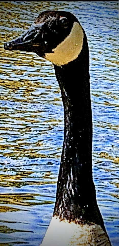 up close and personal wall art 11x17 unfaramed  need a optional size  print l — 第 1/1 张图片