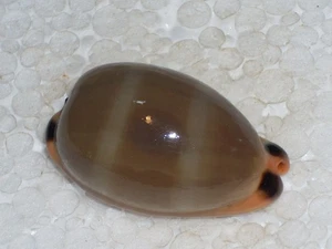 CYPRAEA LURIDA DARK BANDED - Picture 1 of 2