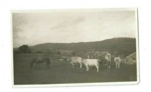 Pequeña fotografía de una granja Colton 1925 vacas Bouth bueyes Park Spark Bridge - Imagen 1 de 1