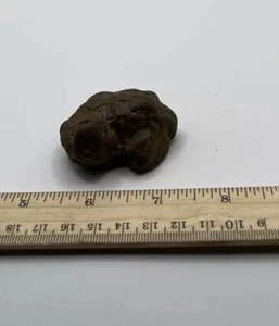 Washington State Coprolite Genuine Fossilized Feces Poop Dung CS 2 - Picture 1 of 4