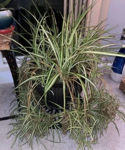 Set of 3 Variegated Spider Plant Pups (Chlorophytum comosum) - Picture 1 of 2