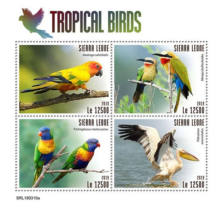 TROPICAL BIRDS 4-Value MNH Parrots Bird Stamp Sheet #622 (2019 Sierra Leone) - Image 1 of 1