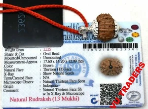 13 Mukhi Rudraksha Thirteen Face Rudraksh Java Bead Lab Certified Size 14-16 MM - Bild 1 von 2