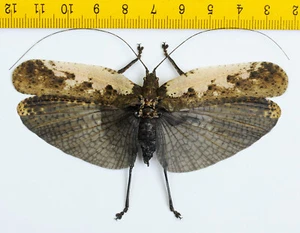 HOPPER/KATYDID - Orthoptera sp ( Spread ) - MALAYSIA - 6945 - Bild 1 von 1
