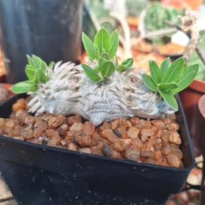 Pachypodium Brevicaule - Picture 1 of 3