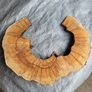 Pacific Yew Unique Piece - Picture 1 of 13