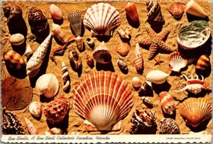 COLECCIÓN MAR SHELL en Florida FL 4x6 Postal - Imagen 1 de 2