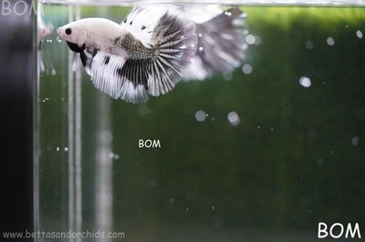 LIVE BETTA MALE DRAGONS SILVER BUTTERFLY :  VERY RARE COLOR | BOM-A389 - Image 1 of 4