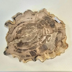 Versteinertes Holz Indonesien versteinerte Platte Scheibe Kristalle Mineralien Pfotenabdruck - Bild 1 von 5