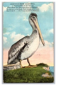 Pelican Greetings From California CA Linen Postcard D23 - Picture 1 of 2
