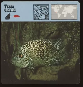 Tarjetas de safari de cíclidos de Texas para conocer peces - Imagen 1 de 1