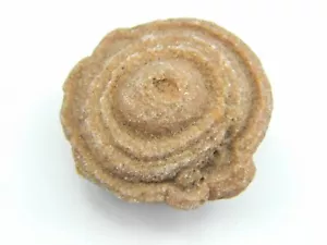 Stromatolite Fossil Morocco Small 33.69 grams - Picture 1 of 5