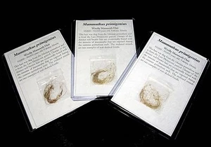 Pleistozän Eiszeit Wolliges Mammuthaar Permafrost Fossil kein Elfenbein - Bild 1 von 3
