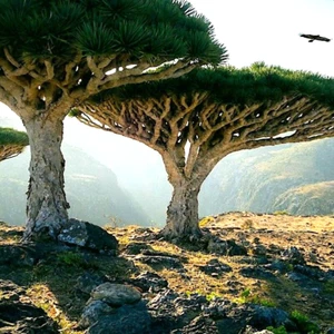 10 Dragon's Blood Tree Seeds (Dracaena draco) Exotic Canary Island Palm Bonsai - Picture 1 of 15