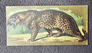 1890 N216 KINNEY BROS. ANIMALS " LEOPARD " 359 - Picture 1 of 2