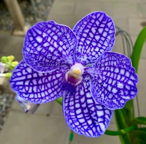 Vanda Species ´Blue Steel´ kräftige Pflanze NEW Orchidee Renanthera - Bild 1 von 4