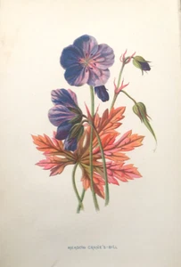 Antique Botanical Print – Meadow Crane’s Bill by F. Hulme, C1878 Plate - Picture 1 of 10