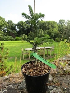 Abies borisii-regis, Bulgarian fir 34-40cm EXACT ITEM PHOTO - Picture 1 of 1