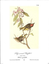 Ruby Crowned Kinglet Vintage Bird Print Picture John James Audubon ABONA#141