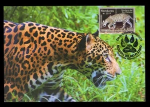 HONDURAS 2019 Maximum Card - Biosfera del Río Plátano, jaguar, panthera onca - Picture 1 of 1