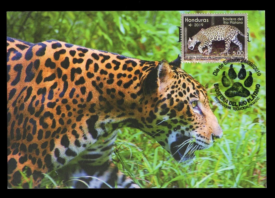 HONDURAS 2019 Maximum Card - Biosfera del Río Plátano, jaguar, panthera onca - Image 1 of 1