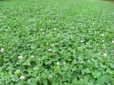 Parcela de alimentos Semilla Biodiversidad Mezcla Atrae Ciervos Vida Silvestre 3 libras de Semilla Sin Rellenos Foto 1 de 4