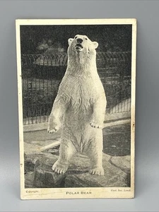 Polar Bear London Zoo Unused - Picture 1 of 2