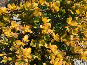 Golden Jade Hummels Sunset Crassula Ovata Argentea Huge 5+" Branched Cuttings - Picture 1 of 4
