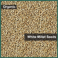 French White ORGANIC Seed Millet Bird budgie cockatiel canary Premium QUALITY 