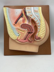 Seltenes Eisco Labs mittlerer Abschnitt des weiblichen Beckens anatomisches Modell in Schachtel - Bild 1 von 24