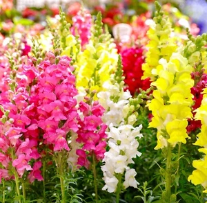 5000x Antirrhinum Snapdragon Tall Mix Top Bushy Seeds - Majus Maximum - Annual - Picture 1 of 2