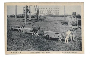 F3149 VINTAGE POSTCARD JAPAN CANINE STUDENT SCHOOL - SOLDIER - DOGS - UNUSED - Picture 1 of 1