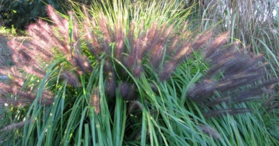 1 x Pennisetum alopecuroides 'Redborn' (Ziergras/Gräser) Rotes Lampenputzergras - Bild 1 von 3