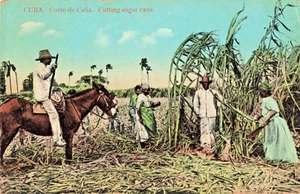 CU Republic de Cuba-Sugar Cane Cutting-Vintage 1913 Postcard (F7) - Picture 1 of 4