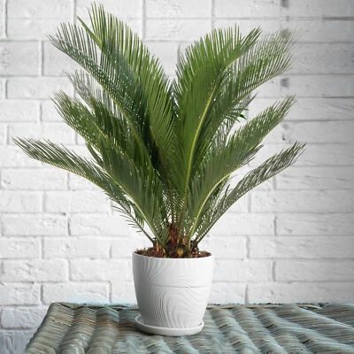 Sago Palm Large Indoor House Plant Real Evergreen Tall Big Exotic Rare Plants - Image 1 of 4