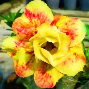 10 Yellow Red Desert Rose Seeds Adenium Obesum Flower Perennial Seed US SELLER - Picture 1 of 24